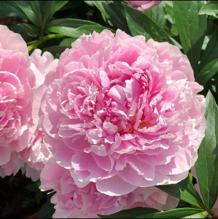 Сара Бернар